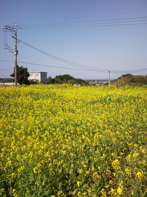 菜の花の香り_f0197325_1130780.jpg