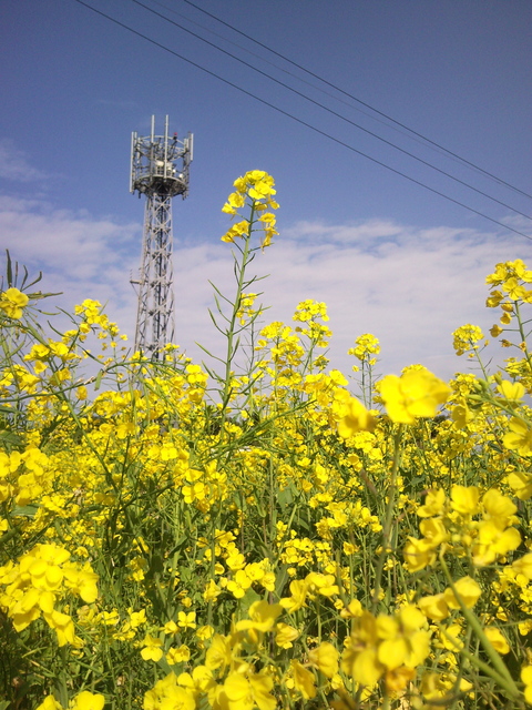 菜の花の香り_f0197325_11353156.jpg