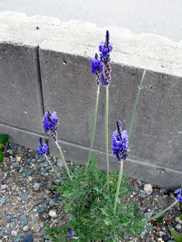 冬の花_f0129726_22161765.jpg