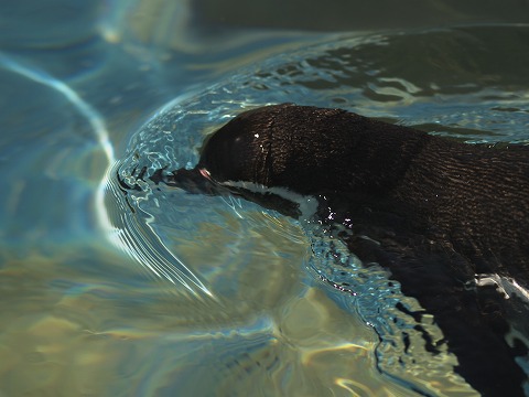 動物園_c0077531_150246.jpg