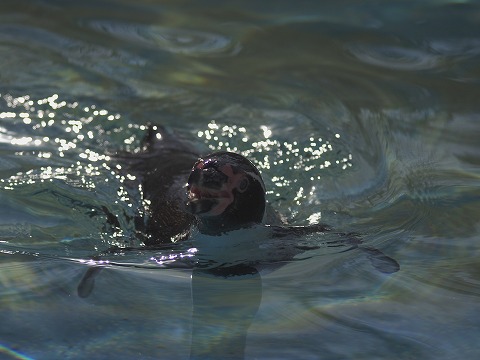 動物園_c0077531_150820.jpg