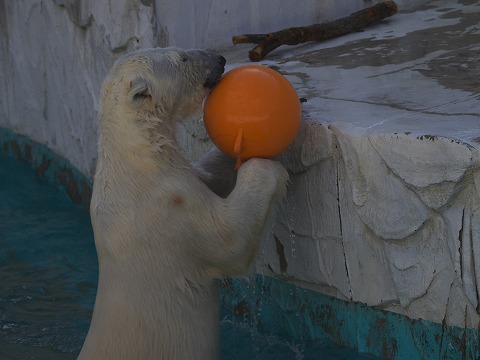 動物園_c0077531_1543967.jpg