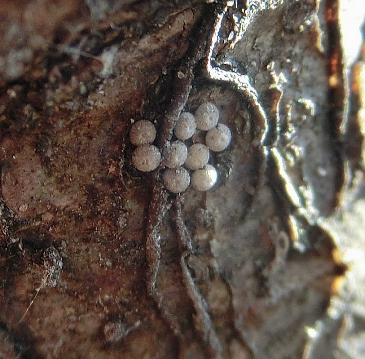 冬を越す蝶の卵 幼虫 蛹 ｉｎぐんま昆虫の森 ヒメオオの寄り道