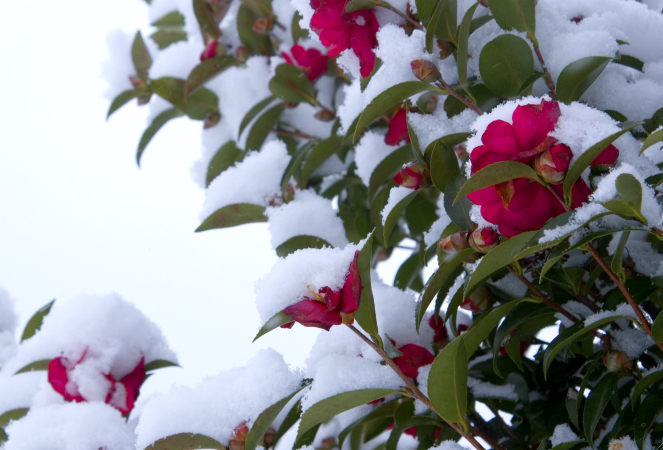 雪椿 それとも雪サザンカ 哲のphoto Box