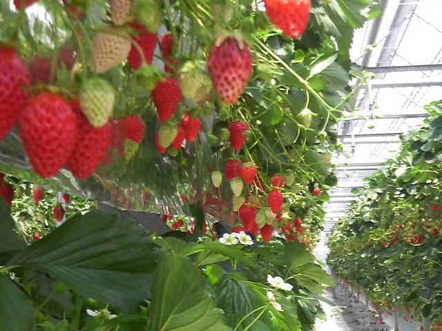 河口湖農場は3月からいちご狩りスタート_e0219448_937975.jpg