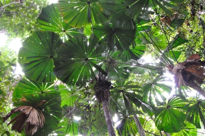 Dubuji boardwalk -rainforest-_a0134952_212565.jpg