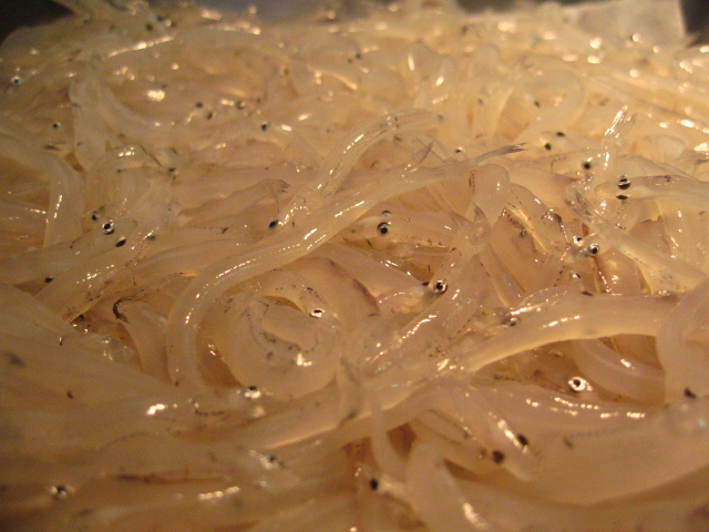 宍道湖産白魚入荷です_a0160153_22581619.jpg