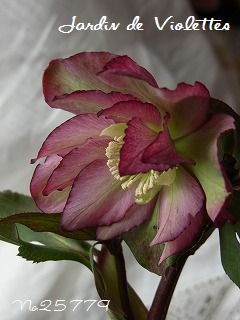 e0118257_17512041.jpg