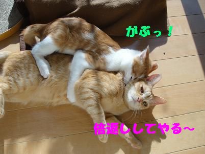 なっちゃん、家猫への道！～その1～_c0140863_1740711.jpg