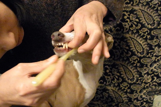 e0062371_20131532.jpg