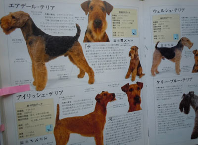 エアデールテリアとウエルシュテリア Dog God エアデールテリアとウエルシュテリア Dog God