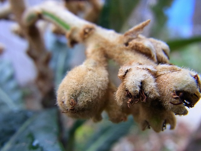 e0181373_20172673.jpg
