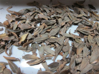 百日草の種 青い空が好き