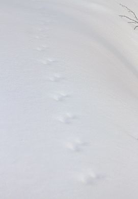 c0155902_207712.jpg