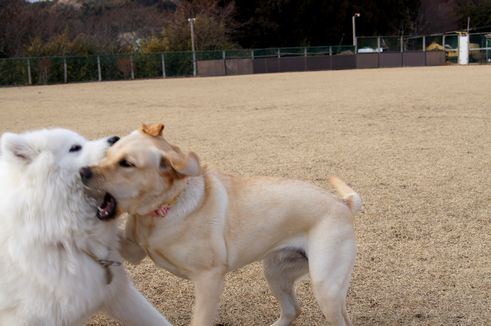 大きな友達と遊べた日_d0149103_131434.jpg