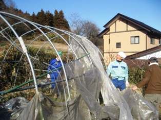 【友部その１】ビニールハウスの張替えと冬野菜の収穫_c0017505_10472213.jpg