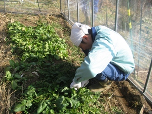 【友部その１】ビニールハウスの張替えと冬野菜の収穫_c0017505_1142139.jpg