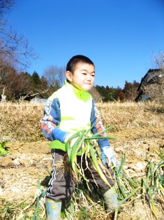 【友部その１】ビニールハウスの張替えと冬野菜の収穫_c0017505_119230.jpg