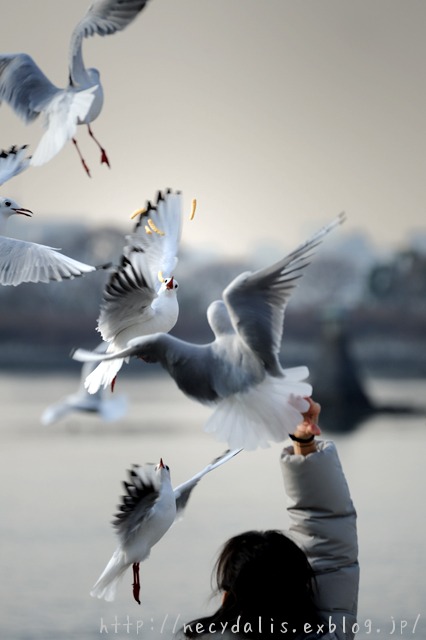 ユリカモメ [Larus ridibundus]...（動_f0238605_1939459.jpg