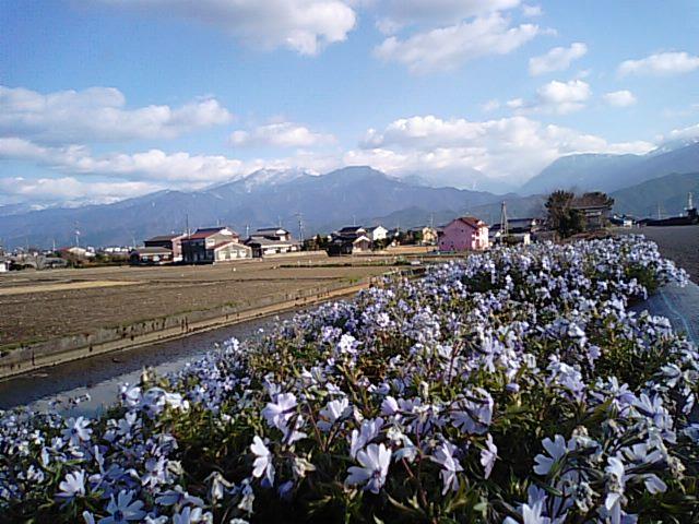春の訪れの芝桜とネコヤナギ_f0231709_1942294.jpg