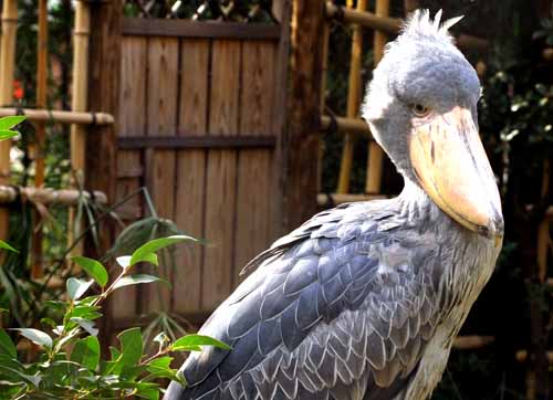 ハシビロコウ　（１月２３日　上野動物園にて）_a0023315_15505497.jpg