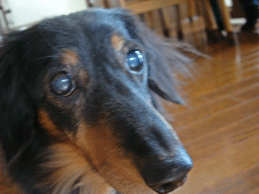 f0232522_11342285.gif