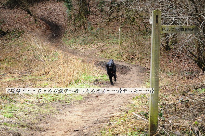 白菜と桜エビのしゃっきり香味和え_d0104926_2593562.jpg