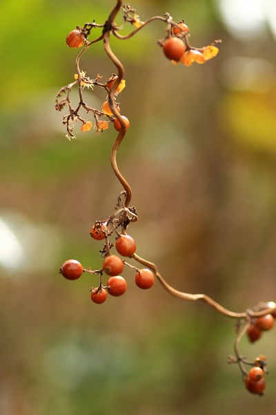 c0104227_2243318.jpg