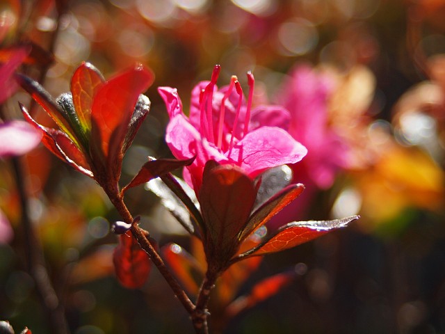 c0109827_15575499.jpg