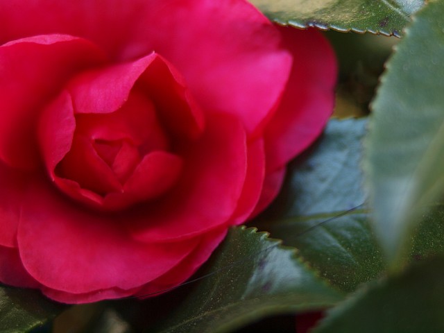 c0109827_1559367.jpg