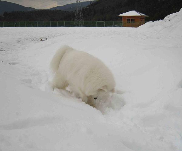 雪のドッグラン_b0177436_18325100.jpg