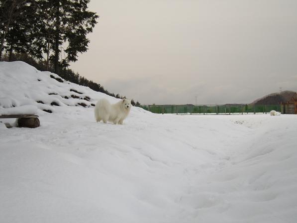 雪のドッグラン_b0177436_1834491.jpg