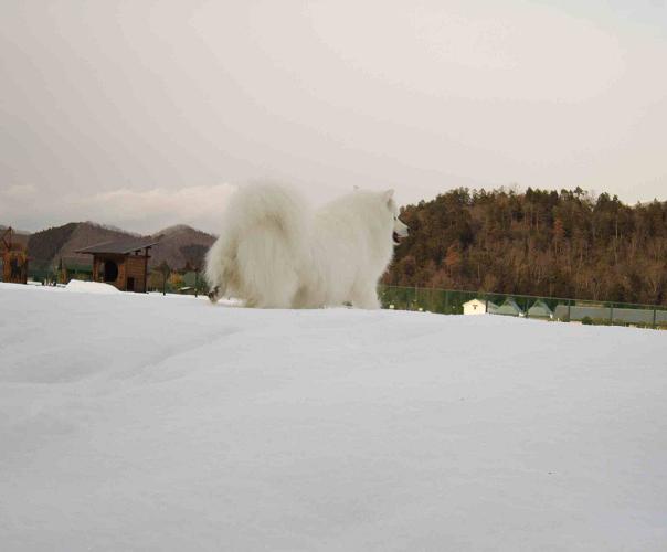 雪のドッグラン_b0177436_18351984.jpg