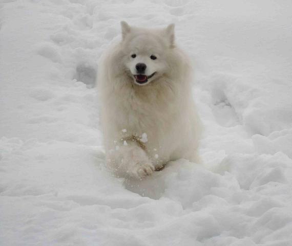 雪のドッグラン_b0177436_1885970.jpg