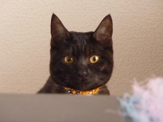 猫のお友だち みーちゃん編。_a0143140_22295038.jpg
