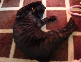 猫のお友だち みーちゃん編。_a0143140_22311637.jpg