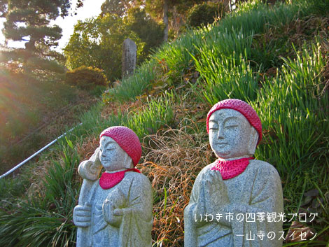 1月24日　平中神谷地区　一山寺のスイセン_f0105342_17193175.jpg