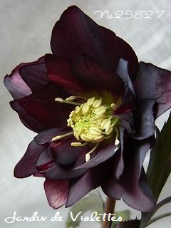 e0118257_15311698.jpg