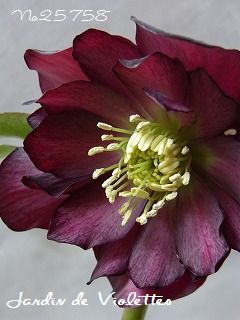 e0118257_1532193.jpg