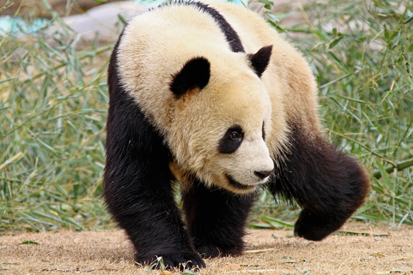 ☆上海野生動物園☆　其の６_b0207658_1324734.jpg