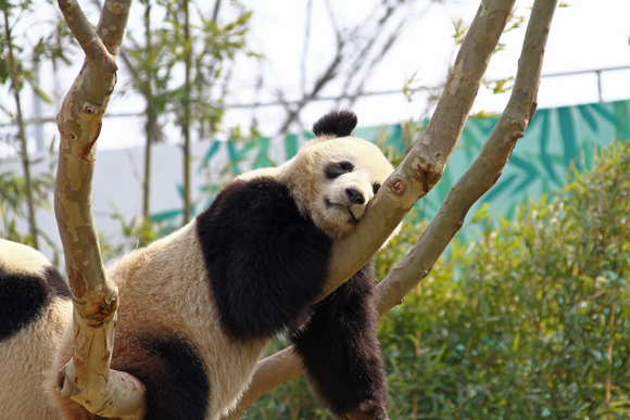 ☆上海野生動物園☆　其の６_b0207658_1351724.jpg