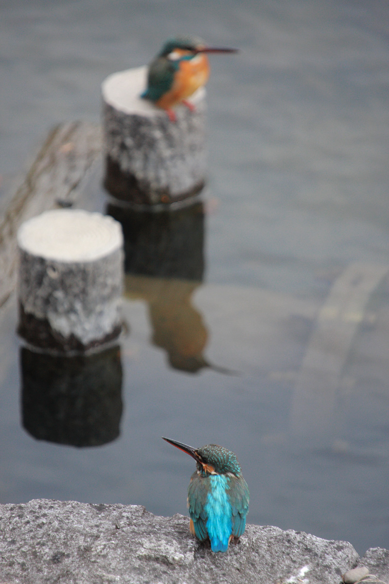 Two kingfishers_d0148060_1856621.jpg