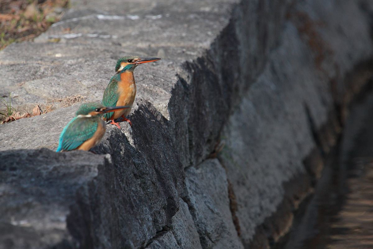 Two kingfishers_d0148060_1945179.jpg