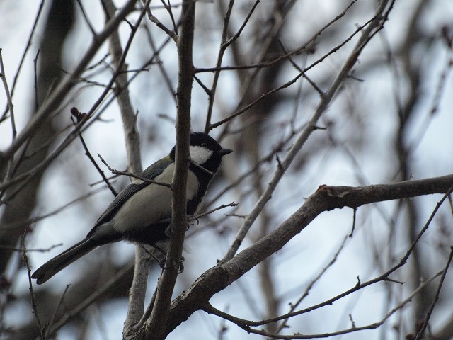 『梅林公園で逢った鳥達＋α・・・＾＾』_d0054276_20114678.jpg