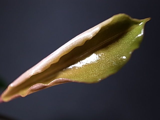 a0067578_304163.jpg