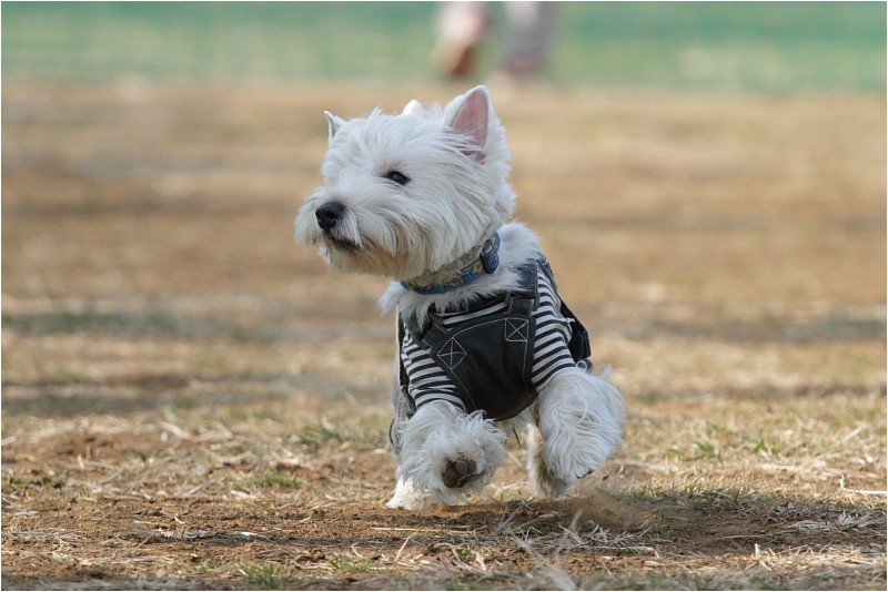 飼い主が人見知りオフ★友達紹介。_f0223295_2312323.jpg