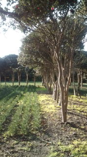 c0123401_1185351.jpg