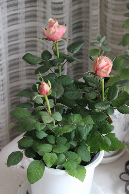 a0123003_1154670.jpg
