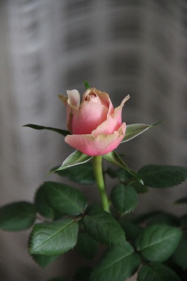 a0123003_1184826.jpg
