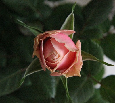a0123003_1191690.jpg